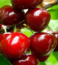 cerezas.jpg