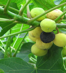 jatropha.jpg