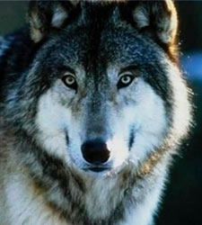 lobo_uno.jpg