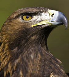 pajaro.jpg