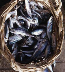 sardinas.jpg