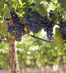 uvas_uno.jpg