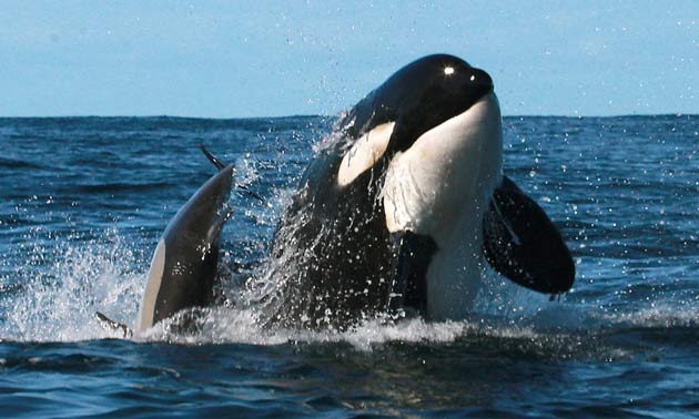orca_uno.jpg