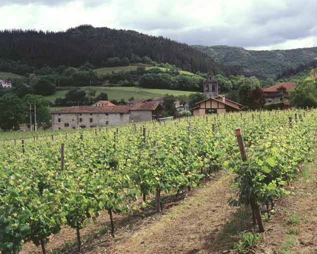 vinedo_agricultura.jpg