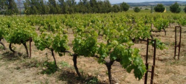 vinedos.jpg
