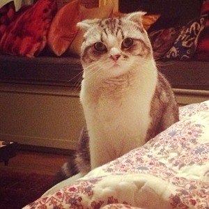/imag/zeleb/2014/03/24/el_gato_de_taylor_swift_pasa_de_todo_0.jpg